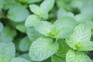 Fresh Peppermint plant