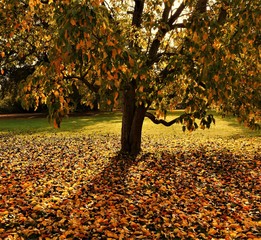 Tree in Autumn Colours