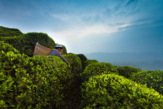 tea garden