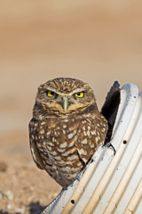 Bird burrowing owl hides at drainage pipe