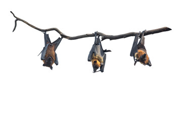 Bats Hanging from Tree Branch isolated on white background
