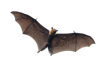 Fototapeta premium Bat flying isolated on white background (Lyle's flying fox)