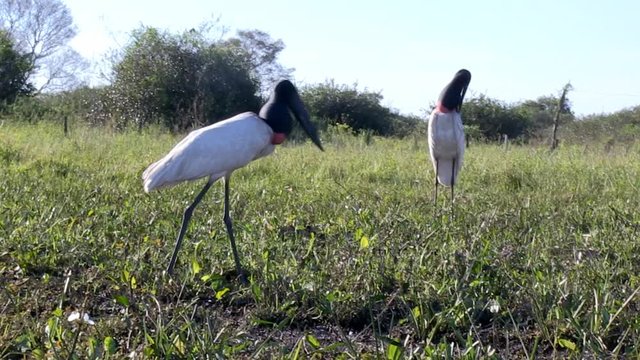 Jabiru (Jabiru mycteria) walks on grass. Imagem in the Pantanal Biome. Mato Grosso do Sul state, Central-Western - Brazil.