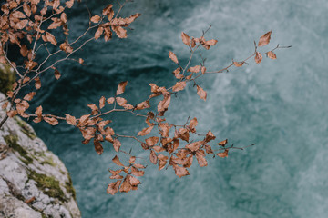 Leaves and wild river. Pure nature. 