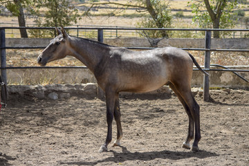 Grey PRE Andalusian Colt Portrait - Spanish Horse, Pura Raza Española
