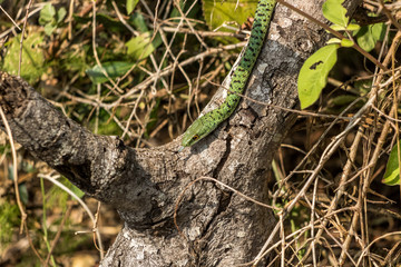 Bush Snake