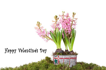 spring hyacinths with the wish of a beautiful Valentine's Day