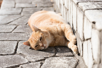 Fototapeta premium 猫