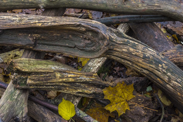 Tree branches on the ground