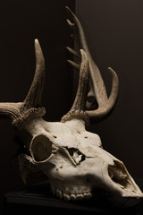 Deer Skull