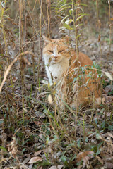 猫