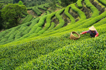 Farmer picking tea leaves on plantation