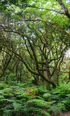 Beautiful view of forest,