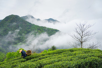 Farmer picking tea leaves on plantation