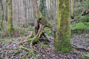 moss covered forest tree with twisting exposed roots in a winter forest landscape