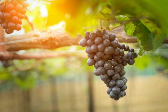 Close up view of fresh red wine grape