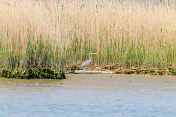 Purple heron close up.Po river lagoon