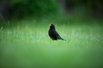 Turdus merula. Expanded throughout Europe. South Asia. Australia and New Zealand. Wild nature of Czech. Beautiful image of nature. Free nature. Photographed in Czech. Spring theme. Bird on the tree an
