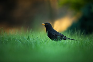 Turdus merula. Expanded throughout Europe. South Asia. Australia and New Zealand. Wild nature of Czech. Beautiful image of nature. Free nature. Photographed in Czech. Spring theme. Bird on the tree an