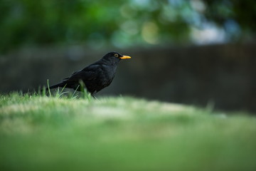 Turdus merula. Expanded throughout Europe. South Asia. Australia and New Zealand. Wild nature of Czech. Beautiful image of nature. Free nature. Photographed in Czech. Spring theme. Bird on the tree an
