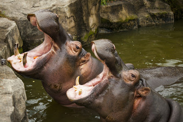 A couple of hippos in the river. The hippos opened their mouths waiting for food.