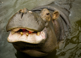 A large Behemoth. Hippopotamus with open mouth in water.