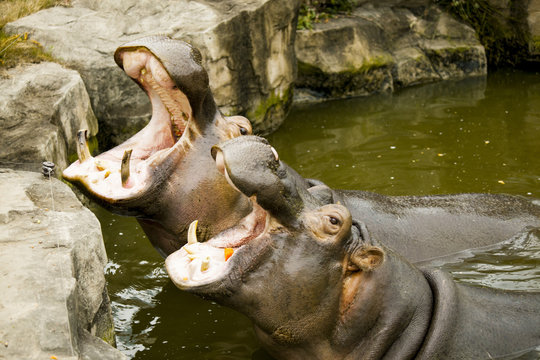 A couple of hippos in the river. The hippos opened their mouths waiting for food.