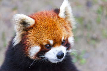 Face the red Panda. The male red Panda on the meadow . China.