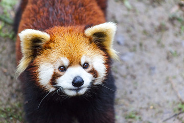 Panda Bear enjoying his bamboo lunch