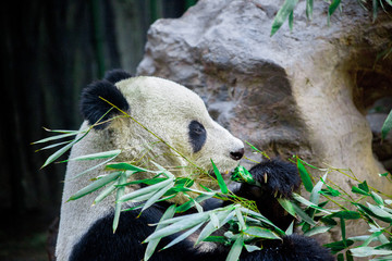 Giant Panda close-up. Panda eating shoots of bamboo