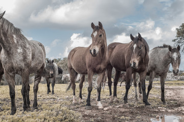 Flock of horses in the field