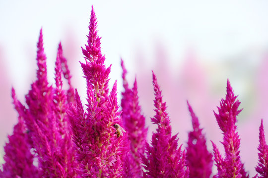 Field of pink celosia or plumed celusia flower in soft background with bee and selective focus.