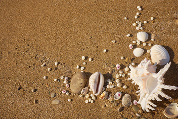 Conch shell on beach with waves.