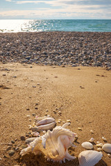 Conch shell on beach with waves.