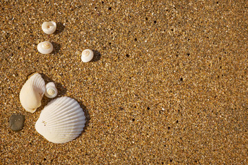 Conch shell on beach with waves.
