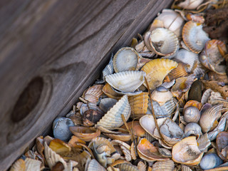 Strandmuscheln