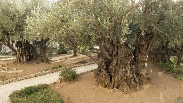 close up of an ancient olive tree growing in jerusalem's garden of gethsemane, israel
