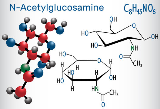 N-Acetylglucosamine (NAG) molecule, is the monomeric unit of the chitin and polymerized with glucuronic acid, it forms hyaluronic acid. Structural chemical formula and molecule model.