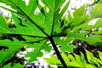 The leaf by worm eye view ,photo shot from under part with the sky in the summer , the light passes through the leaf and space.