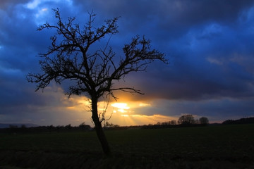 Fototapeta na wymiar Baum im Sonnenuntergang auf der Schwäbische Alb