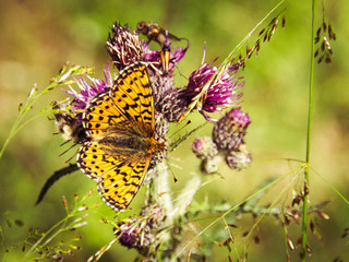 idyllic picture of a Queen of Spain Fritillary butterfly (Issoria lathonia) in the sun