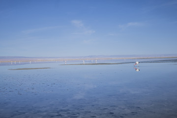 Flamencos en salar de tara 