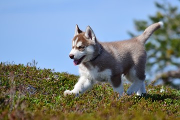 Siberian husky puppy