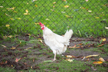 sick chicken on one leg