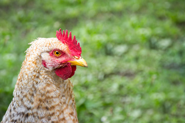 Head of a chicken (young cockerel)