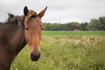 brown horse with burdock root in the hair
