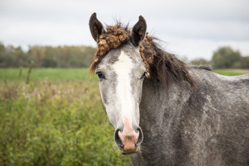 Obraz premium white horse with burdock root in the mane