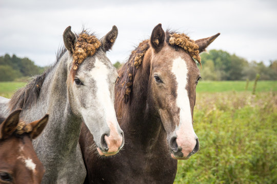 two horses with burdock root in the mane