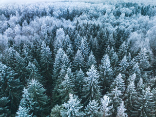 Blue background texture of a frozen forest at winter, aerial shot