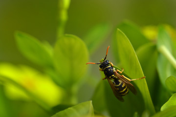 Wasp on a leaf